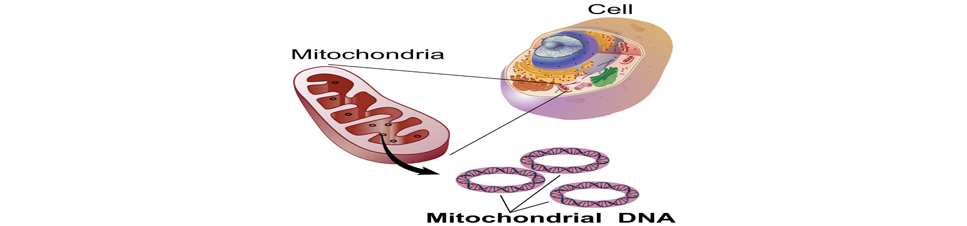 ADN Mitocondrial
